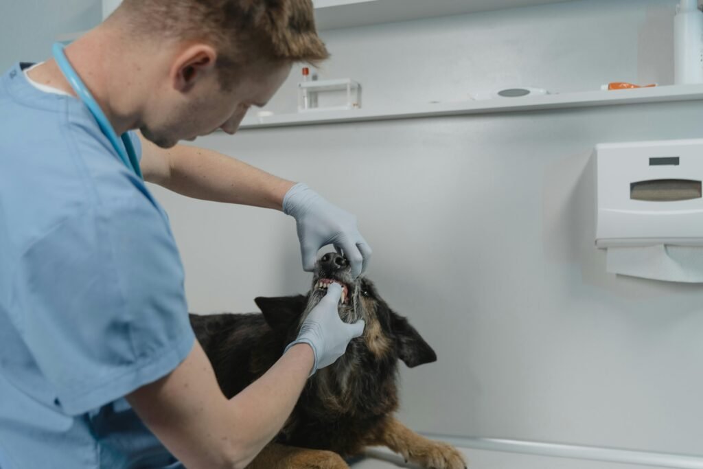 Pet Oral Care – Why It Matters and How to Do It Right 宠物口腔