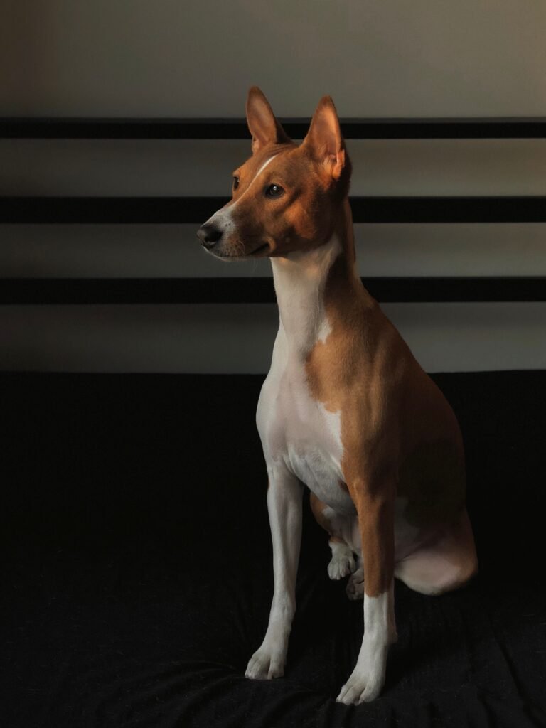 4.30 1dogcat032