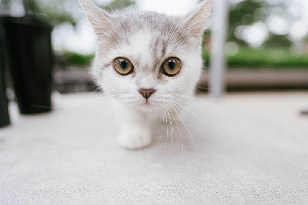 dogcat023