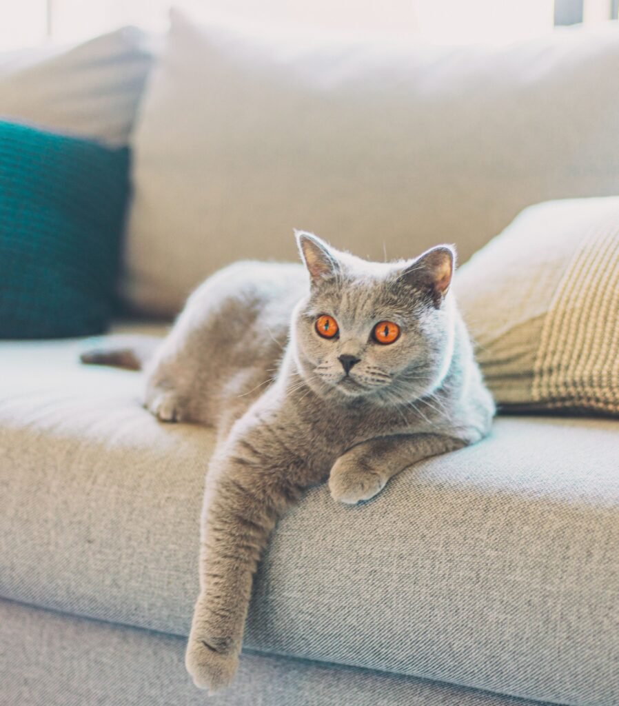 dogcat028