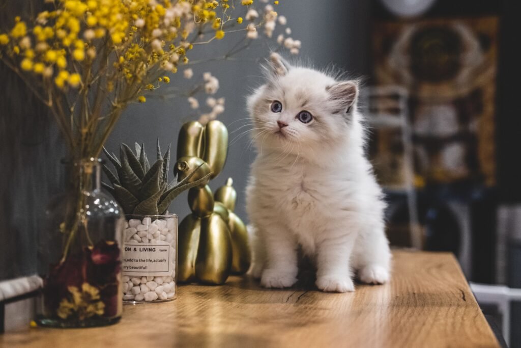 The Ultimate Guide to Pet Grooming at Home – Make Your Pet Shine Safely dogcat031