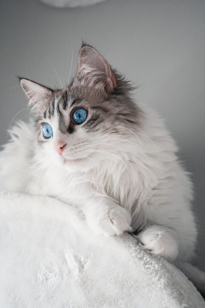 dogcat302