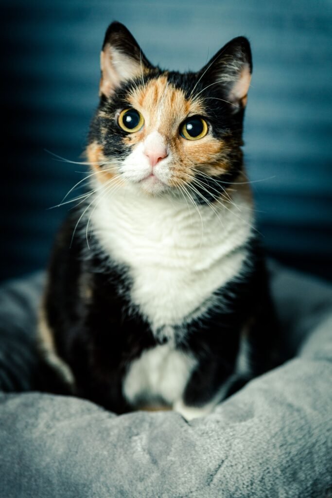 dogcat305