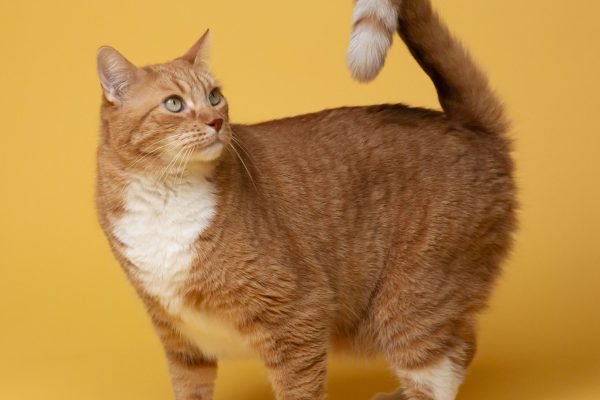 dogcat021