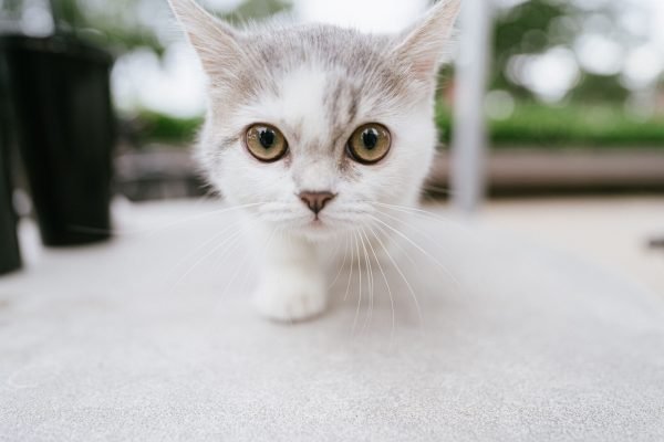 dogcat023